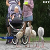 У празькому зоопарку пташенят фламінго вчать ходити