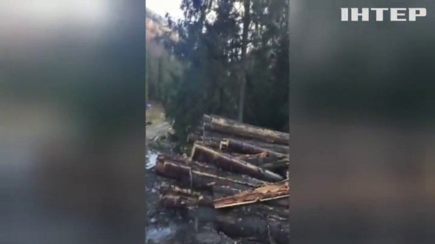 Кто "крышует" массовую вырубку леса в Прикарпатье?
