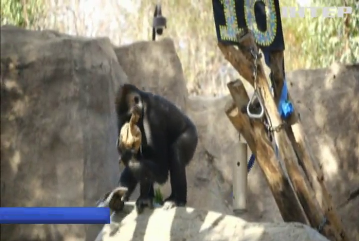 В американському зоопарку горилу поздоровили з Днем народження