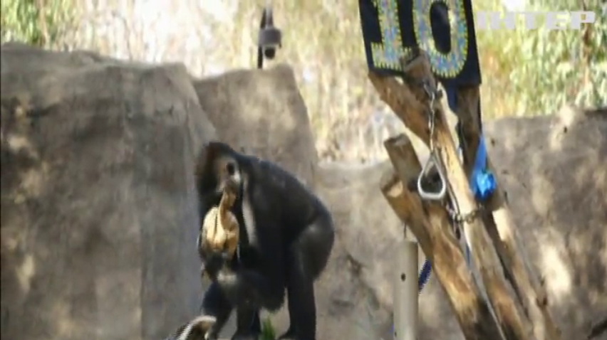 В американському зоопарку горилу поздоровили з Днем народження
