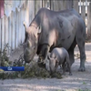 У Клівлендському зоопарку показали дитинча чорного носорога