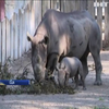 У зоопарку Клівленда показали дитинча рідкісного чорного носорога