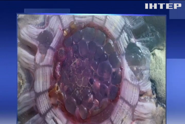 Велетенська медуза налякала мешканців Нової Зеландії