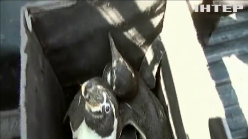 У Перу врятували заблукалих пінгвінів