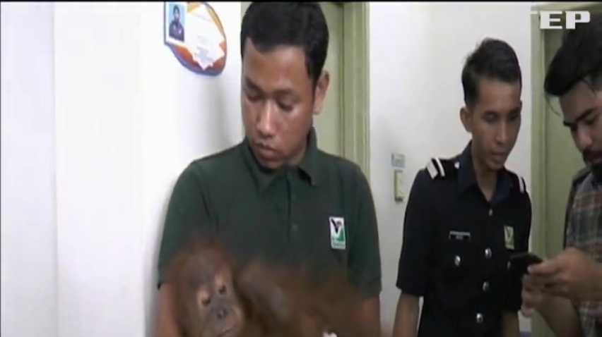 На кордоні Малайзії затримали орангутангів та крокодилів