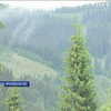 В Прикарпатье сельсовет забрал у национального парка 900 гектаров леса