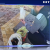 Полиция конфисковала партию янтаря на полмиллиона гривен
