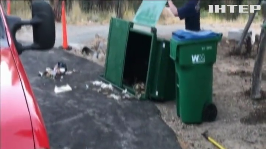 Ведмежат визволили із сміттєвого полону (відео)