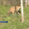 У селі Шибалин вовки нападають на людей