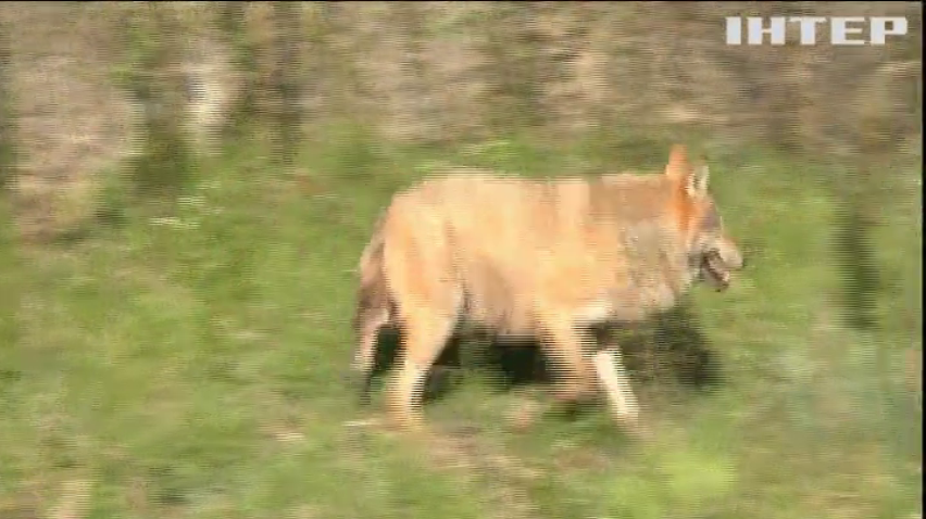 На Тернопільщині села потерпають від нападу вовків