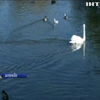 Центральний парк відпочинку Запоріжжя поповнився лебедями