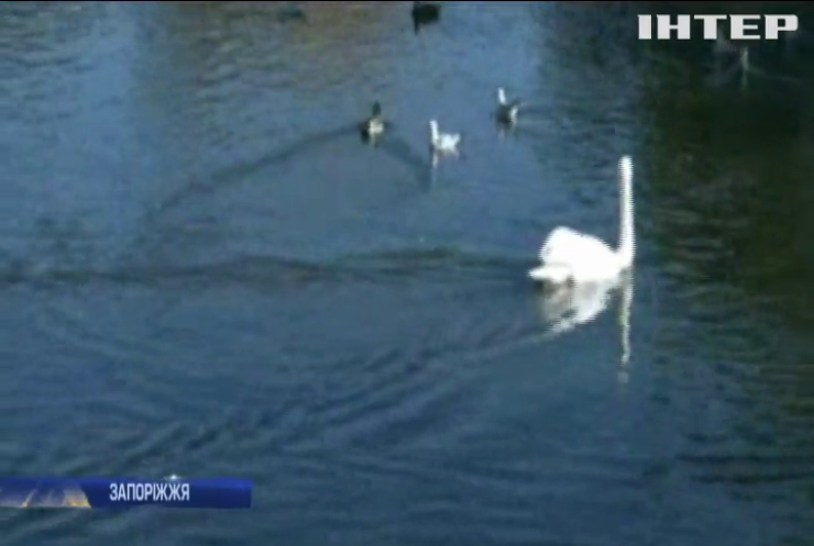 Центральний парк відпочинку Запоріжжя поповнився лебедями