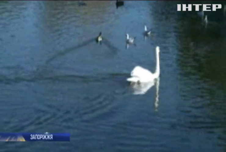Житель Запоріжжя подарував парку відпочинку лебедів