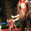У Португалії заборонили використовувати диких звірів у цирку
