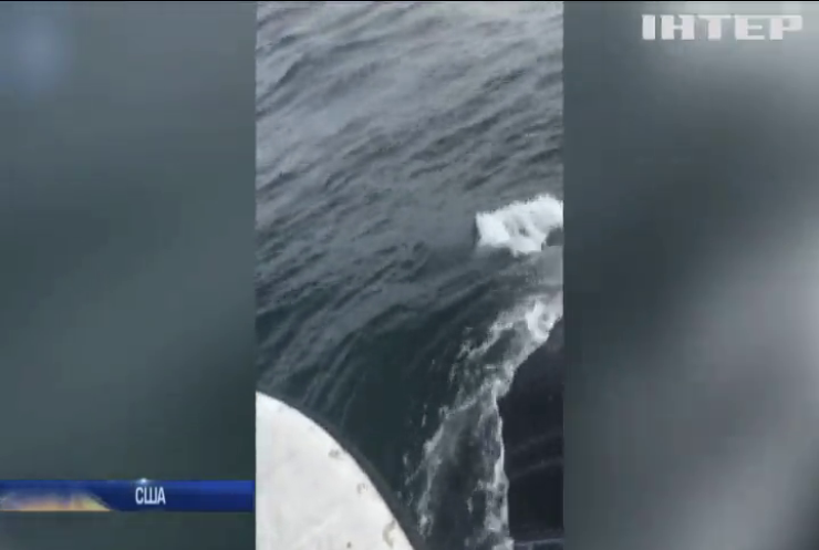 Американець врятував кита від смерті