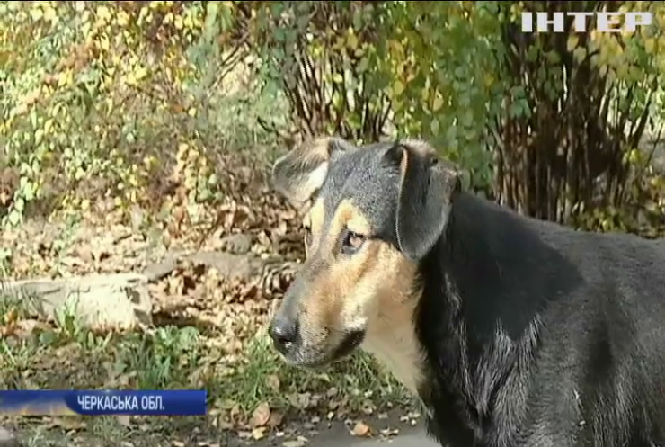 На Черкащині масово потруїли безпритульних собак