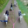 У Данії собачі упряжки визнали видом транспорту