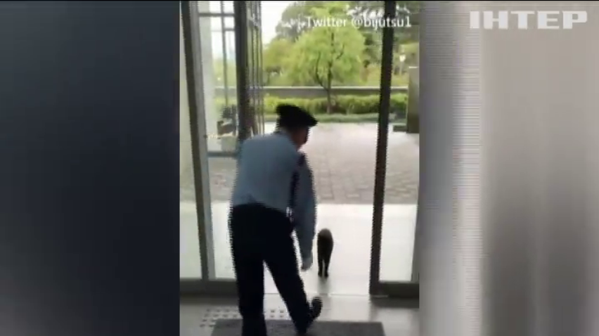 У Японії двоє котів атакують художній музей (відео)