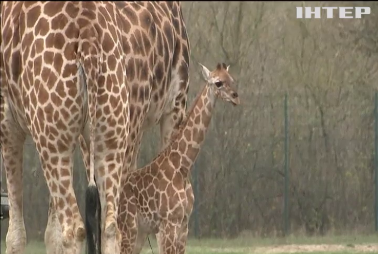 У Берлінському зоопарку показали дитинча жирафа