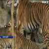 У берлінському зоопарку вперше показали малят суматранських тигрів
