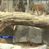 У Німеччині показали малят суматранських тигрів