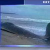 На березі Білого моря знайшли рідкісного кита