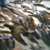 На Черкащині браконьєри знищили понад 300 кілограмів риби