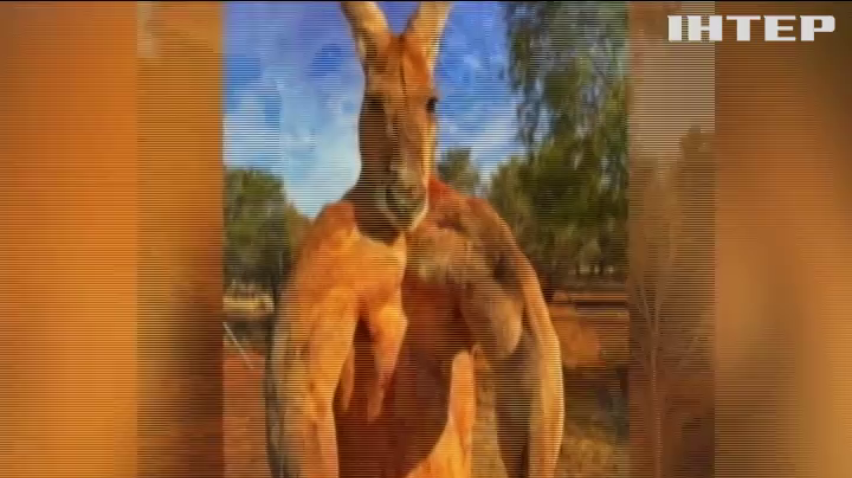 В Австралії пішов з життя найвідоміший у світі кенгуру