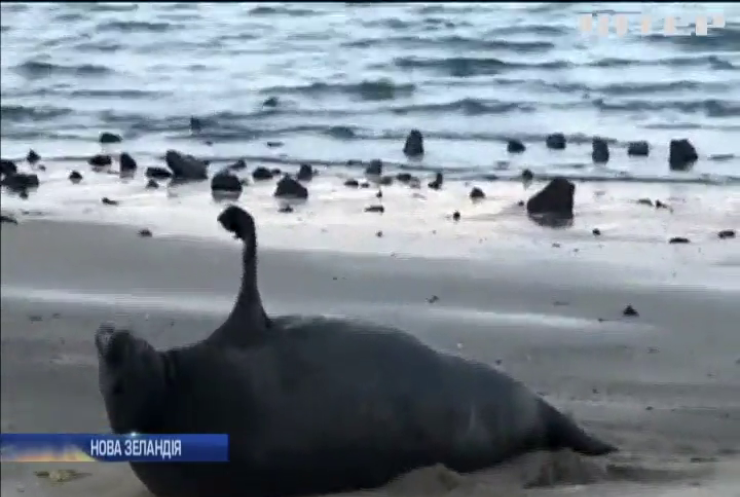 Морський слон здивував відпочивальників у Новій Зеландії
