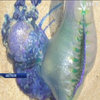 В Австралії через медуз закрили популярні пляжі