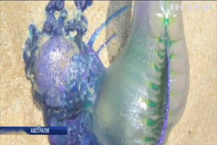 В Австралії через медуз закрили популярні пляжі