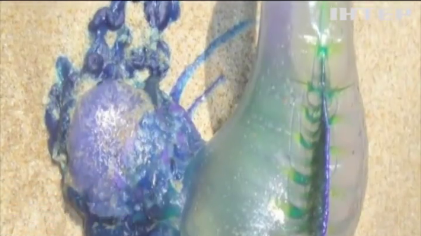 В Австралії навала медуз змусила владу закрити популярні пляжі