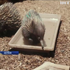 У зоопарку Сіднея тварини потерпають від спеки