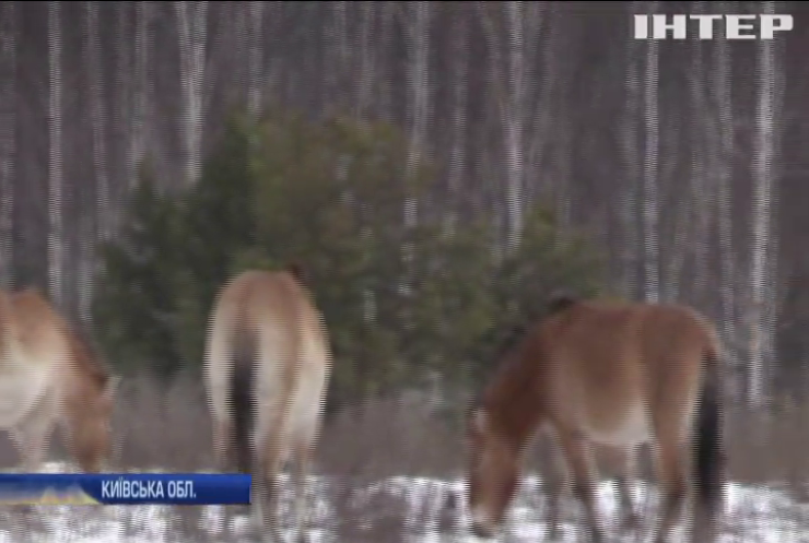 У Чорнобильській зоні триває зимова експедиція з обліку тварин