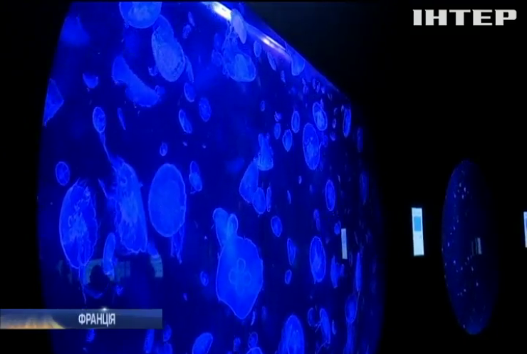 У Парижі відкрили виставку медуз