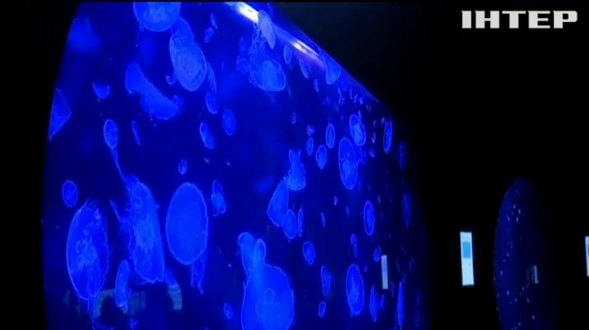 У Парижі відкрили виставку медуз