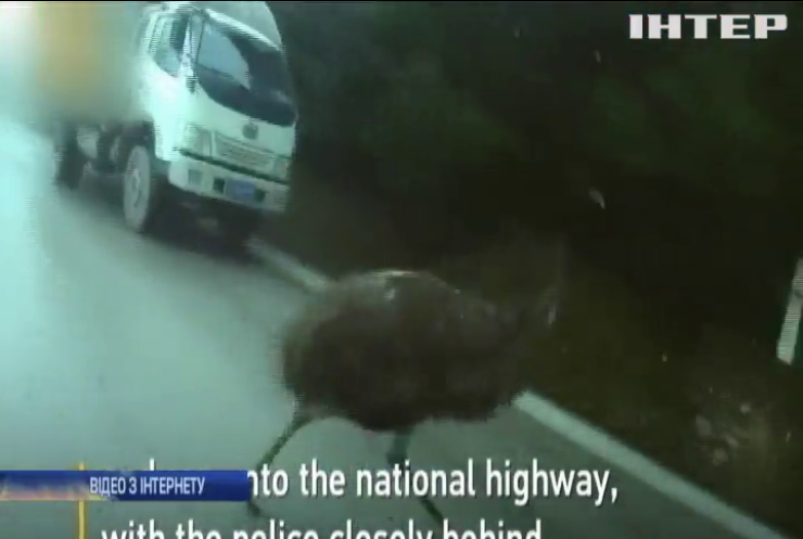 Поліцейські затримали страуса за порушення правил дорожнього руху (відео)