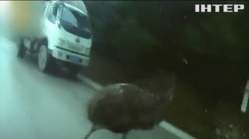 Поліцейські затримали страуса за порушення правил дорожнього руху (відео)
