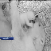 Берлінський зоопарк показав дитинча білого ведмедя