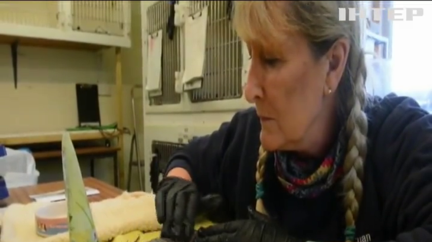 У Британії рятують голого їжака (відео)