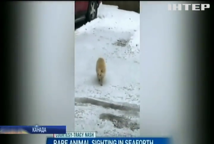 У Канаді знайшли білого єнота