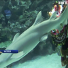 У Малазійському акваріумі влаштували традиційні китайські танці під водою