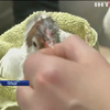 Польскі ветеринари рятують поранених птахів
