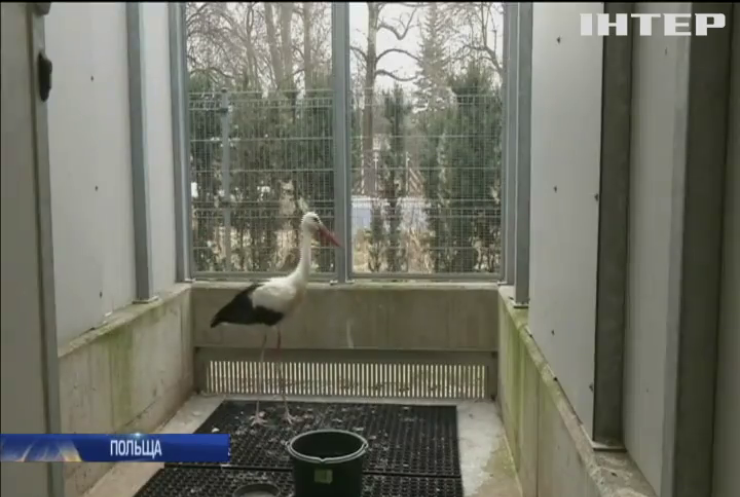 У зоопарку Варшави рятують життя птахам