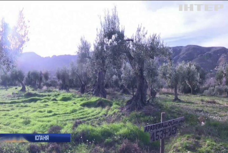 В Іспанії започаткували ініціативу для збереження оливкового гаю