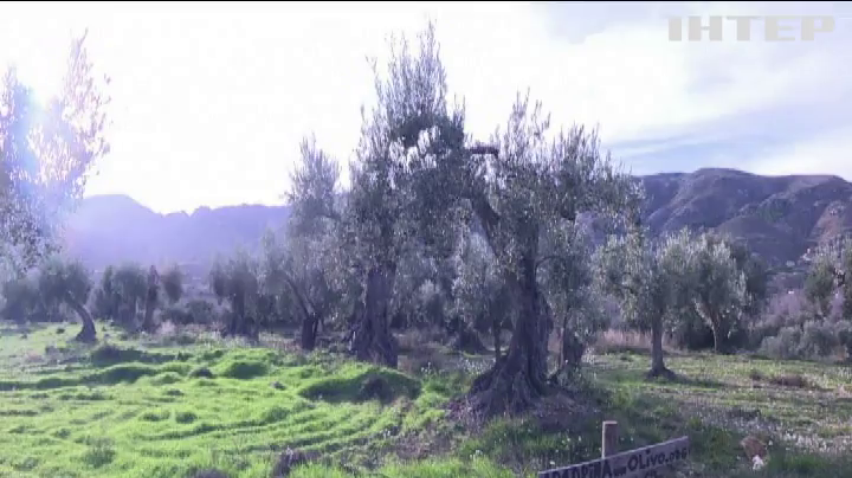 В Іспанії започаткували ініціативу для збереження оливкового гаю