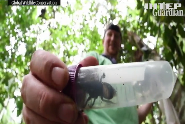 В Індонезії знайшли гігантську бджолу з моторошними щелепами