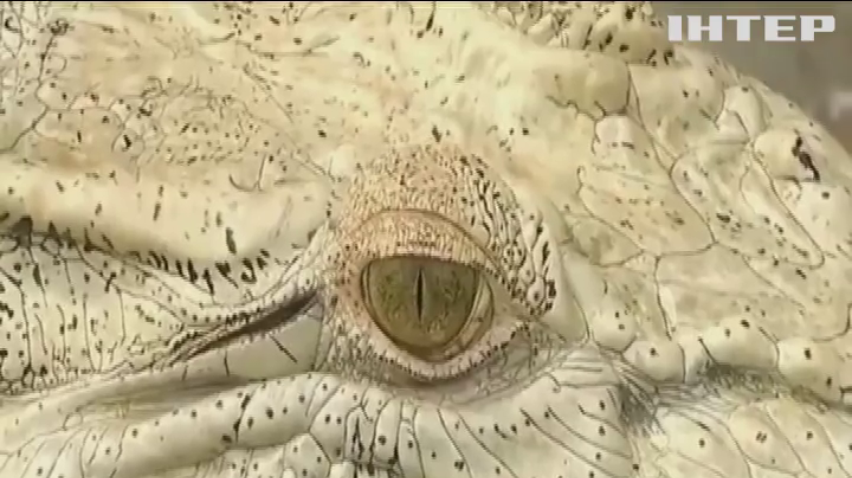 Білі крокодили приваблюють туристів у Індії