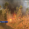 Вогняний торнадо знищує ліса Австралії (відео)