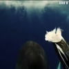 Професор плавала біля Антарктиди та зустріла косатку (відео)